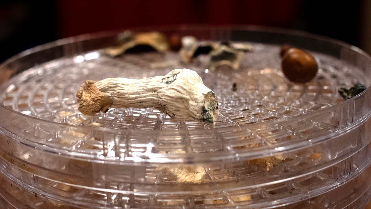 Dry "Gorilla Wizard" With other psilocybin mushrooms they are arranged on a tray of dehydrators.