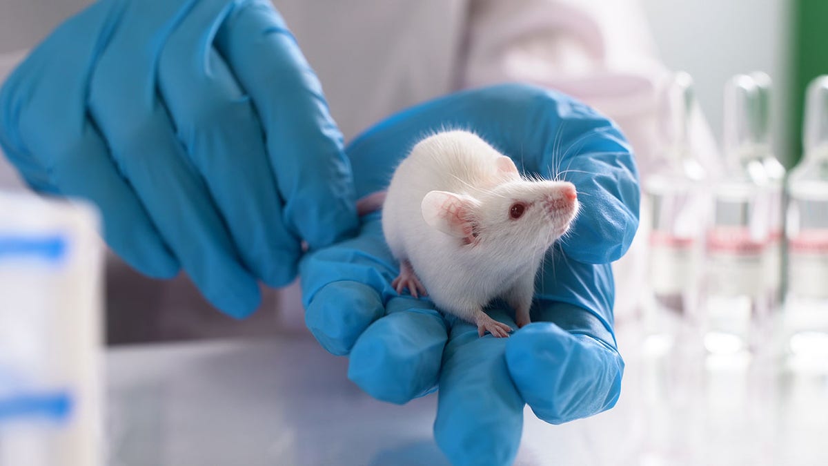Laboratory mice in hand